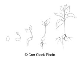 pianta-fasi-sapling-evoluzione-fagiolo-seme-crescita-rene-disegno_csp65547696